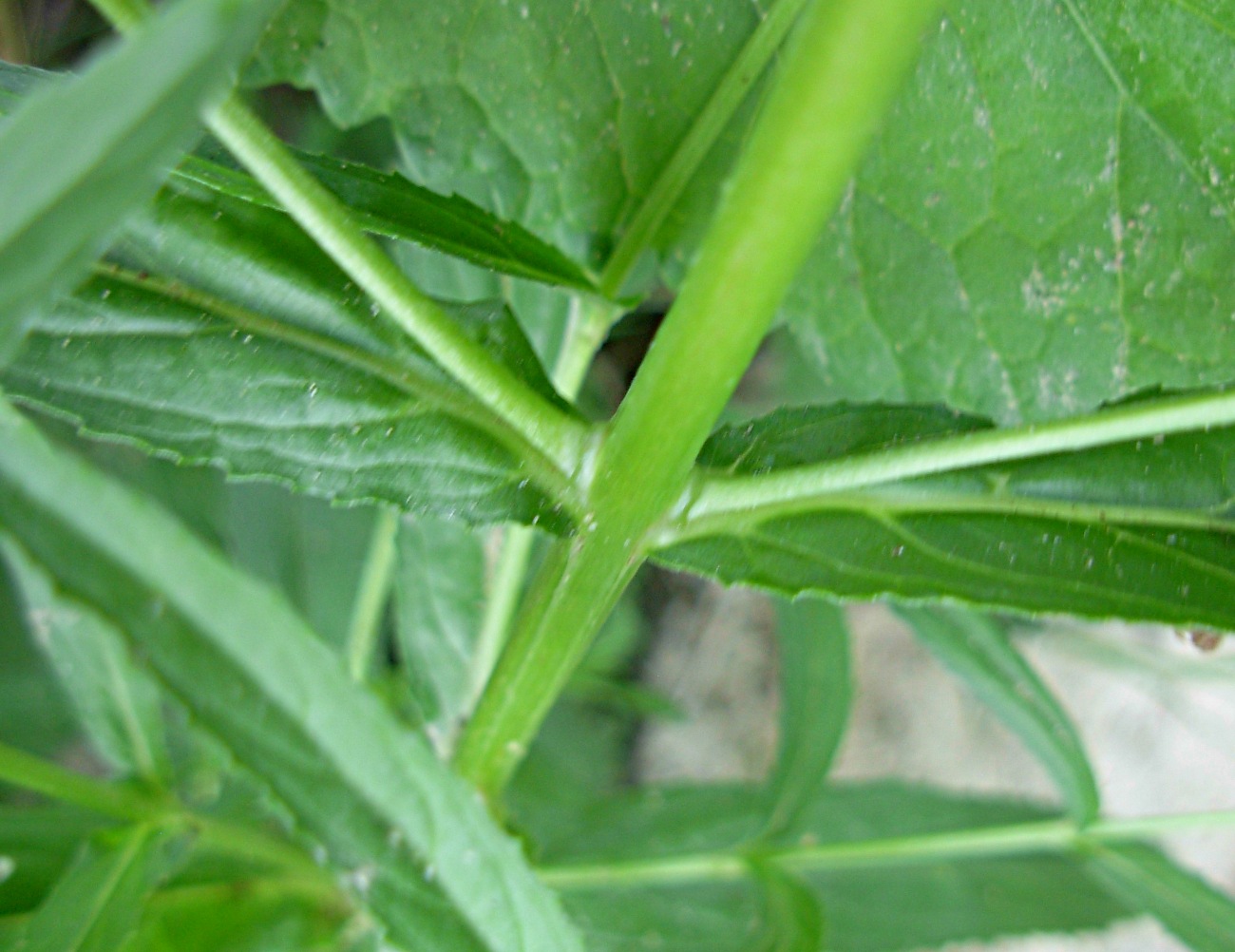 Epilobium tetragonum ssp. tetragonum/Garofanino quadrellato